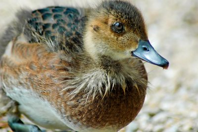 Duckling, Loch Garten