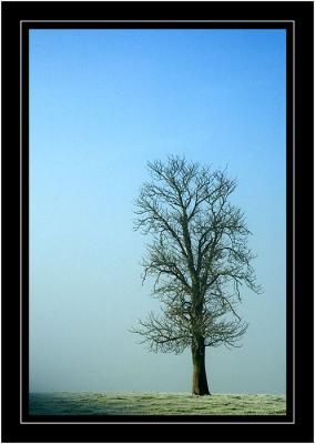 Lone tree in the frost and mist, near Martock