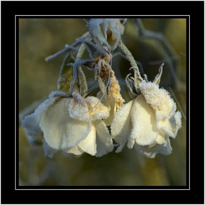 Frostbitten roses, near Martock, Somerset