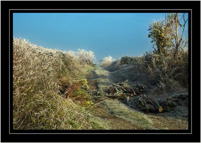 Frosty farm track, near Martock