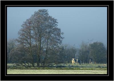 Cow grazing midst the frost, near Martock