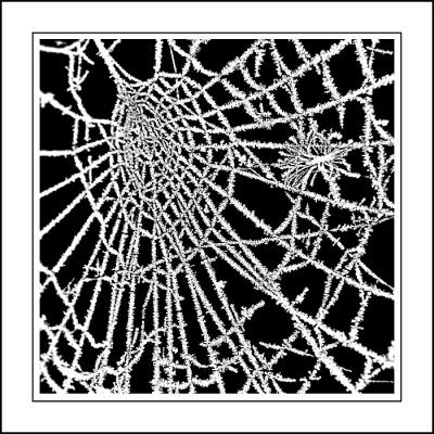 Frozen web, near Martock, Somerset