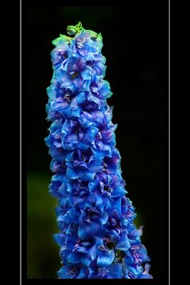 Blue flower, Mount Stewart, Newtownards, County Down, N. Ireland