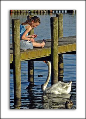 Feeding the swan, Ambleside, Cumbria