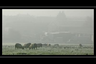 Sheep in the frost, near Martock