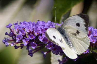 Green-veined white and buddleia