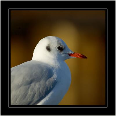 Gull at reat, Weymouth, Dorset