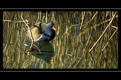 Moorhen amongst the reeds