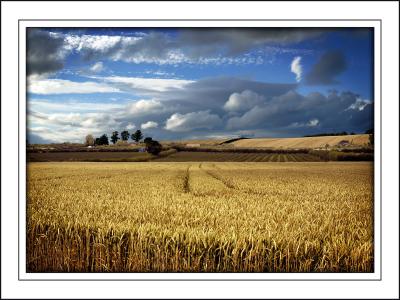g3/38/291438/3/54628310.Readyforharvest.jpg