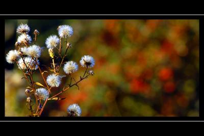 White fluff and bokeh, Paignton, Devon