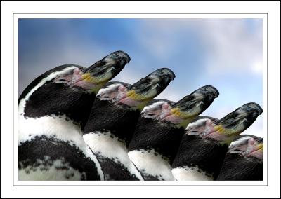 g3/38/291438/3/54813338.Penguinidentityparade.jpg