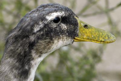 Duck with a speckled beak