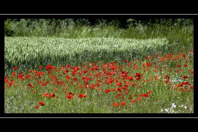 Poppies, Bossington, Somerset