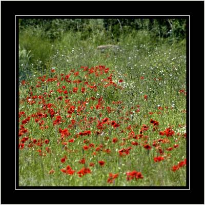 Poppy field, Bossington, Somerset