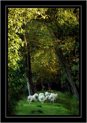 Sheep at Ashmead
