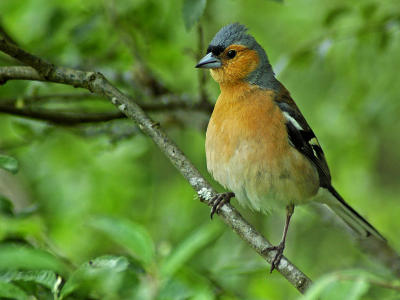 Male chaffinch