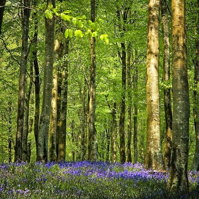 Bluebell carpet, Hooke Park