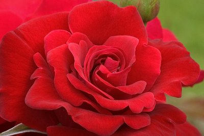Red rose, Lanhydrock, Cornwall