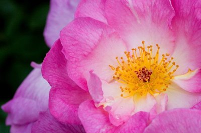 Kinda pinky-purply rose, Lanhydrock, Cornwall