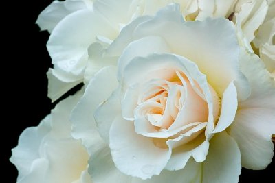 White rose, Lanhydrock, Cornwall