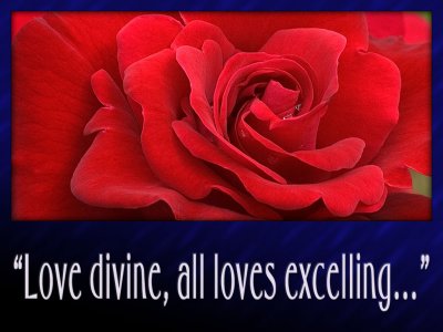 'Love divine' slide from the Lanhydrock roses series