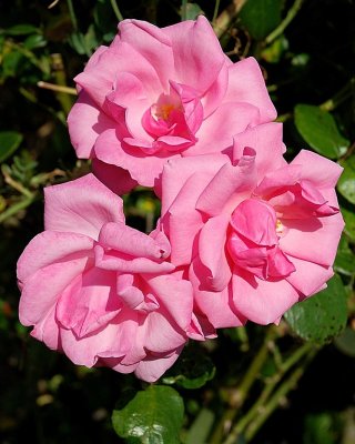 Trio of roses, Lytes Cary Manor (2716)