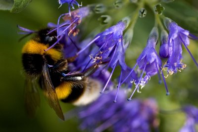 Bumble bee, Montacute