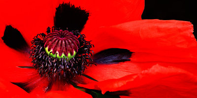 Poppy heart, Barrington