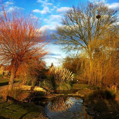 Trees of all colours, Slimbridge