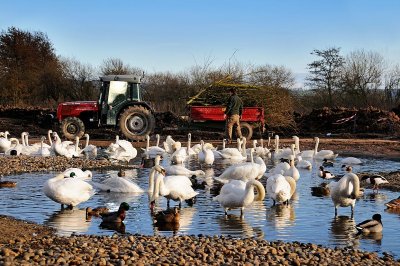 Tractor and swans, Slimbridge
