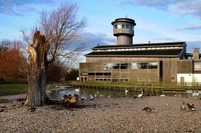 Pebbles, tree, and Centre, Slimbridge