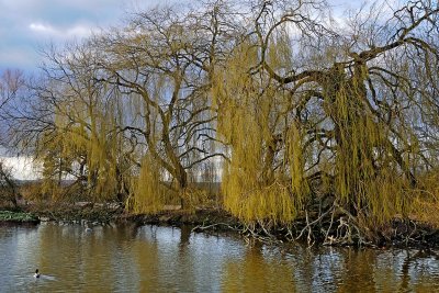 Weeping willows, Slimbridge