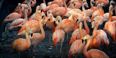 Flamingoes, Slimbridge