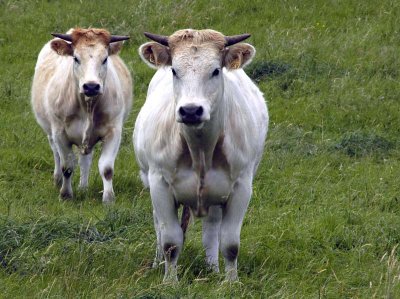 Les vaches