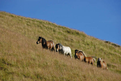 Les chevaux rois - Buron de la garde