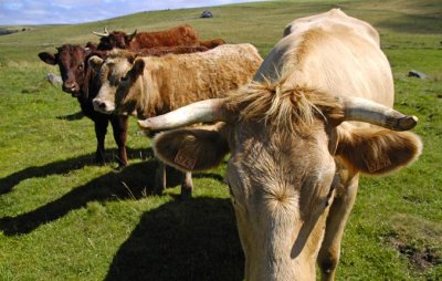 Les Vaches toujours