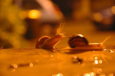 Escargot.jpg