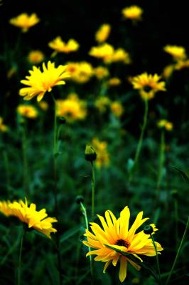 flowers