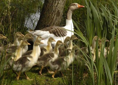 08/04/08 - Migration
