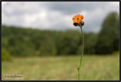 Hawkweed (Devil's paintbrush)