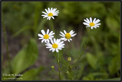 White daisy