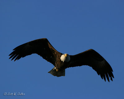 Bald Eagle