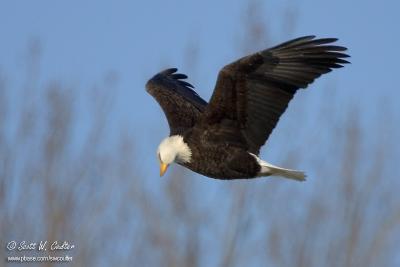 Bald Eagle looking for fish
