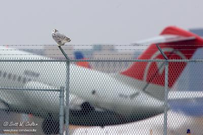 Snowy Owl - MSP airport