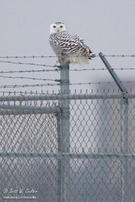 Snowy Owl - MSP airport