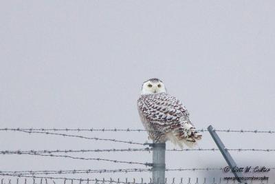 Snowy Owl - MSP airport