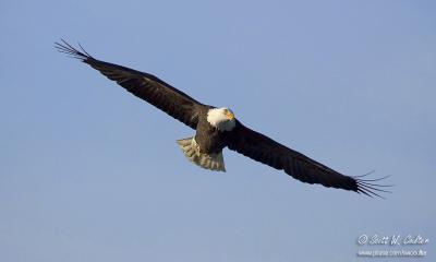 Bald Eagle - Red Wing, MN