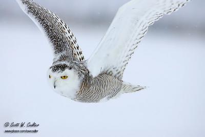Snowy Owl - Saint Vailler, Quebec