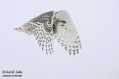 Snowy Owl - Saint Vailler, Quebec