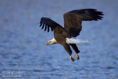 Bald Eagle - Red Wing, MN